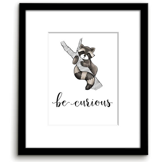 Curious Racoon Curious Racoon